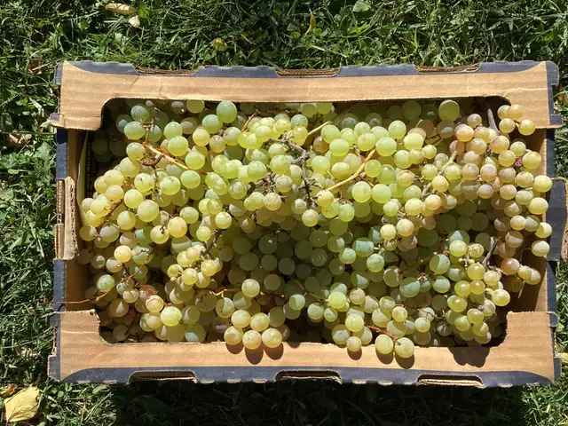 Fresh Green Table Grapes for sale!