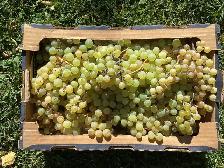 Fresh Green Table Grapes for sale!