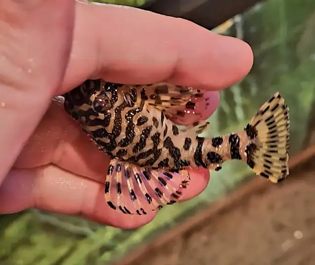 L134 leopard frog plecos 2.5'-3'