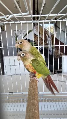 healthy conures - Photo 3