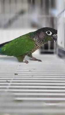healthy conures - Photo 7