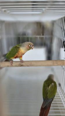 conure pairs