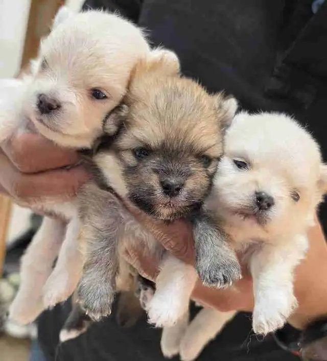Toy Pomeranian Puppies