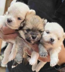 Toy Pomeranian Puppies
