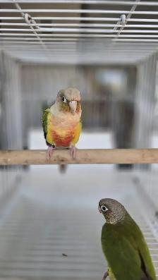 breeding conure pairs - Photo 2