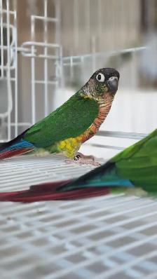 breeding conure pairs - Photo 4
