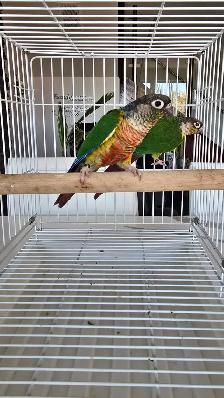 breeding conure pairs - Photo 5