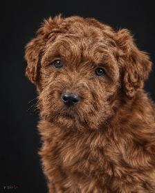 Beautiful teddy bear puppies