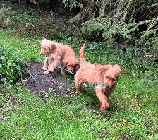 Beautiful teddy bear puppies - Photo 2