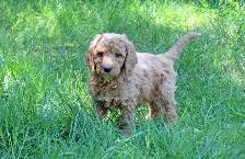 Beautiful teddy bear puppies - Photo 3