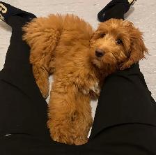 Beautiful teddy bear puppies - Photo 4