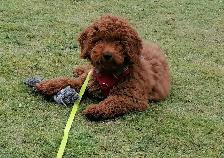 Beautiful teddy bear puppies - Photo 5