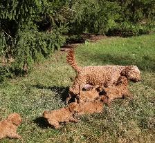Beautiful teddy bear puppies - Photo 6
