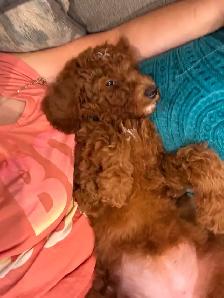 Beautiful teddy bear puppies - Photo 8
