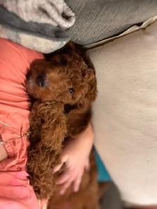 Beautiful teddy bear puppies - Photo 9