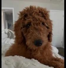 Beautiful teddy bear puppies - Photo 10