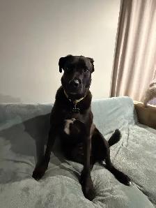 Super Friendly Black Lab