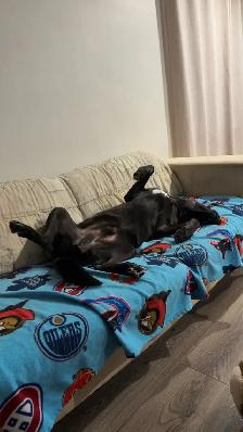 Super Friendly Black Lab - Photo 2