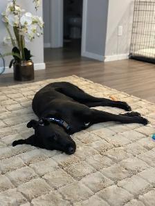 Super Friendly Black Lab - Photo 3