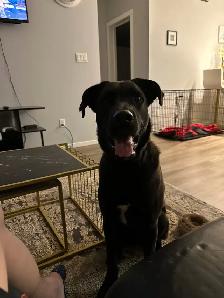 Super Friendly Black Lab - Photo 4