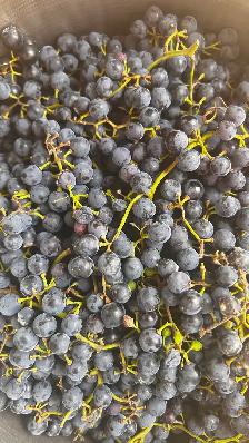 Organic Grapes for Sale - Photo 4