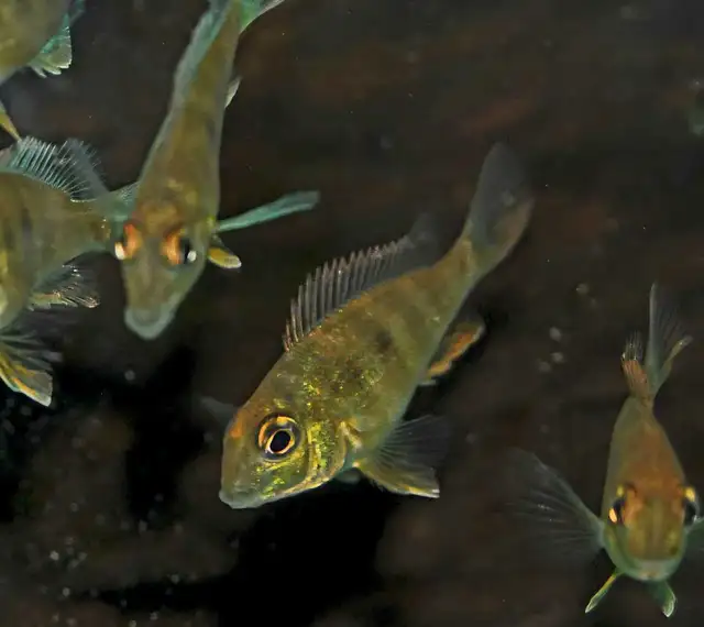 red head tapajos 1'-1.5'