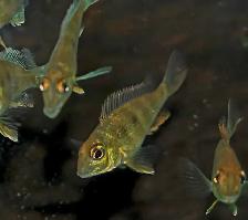 red head tapajos 1'-1.5'