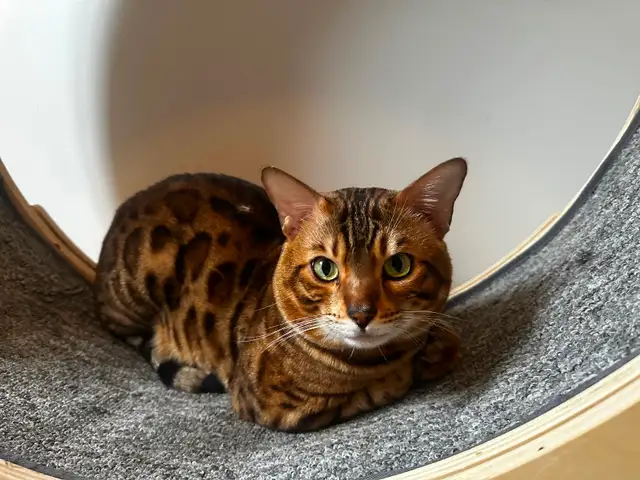 Chat mâle Bengal à vendre