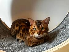 Chat mâle Bengal à vendre