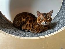 Chat mâle Bengal à vendre - Photo 4