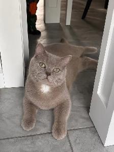 DECLAWED SWEET LILAC BRITISH SHORT HAIR - Photo 3