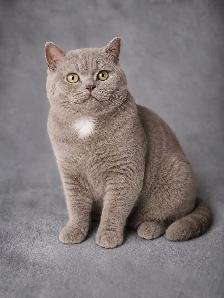 DECLAWED SWEET LILAC BRITISH SHORT HAIR - Photo 4