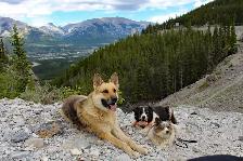 Dog Training & Trainers for Busy People - Photo 3