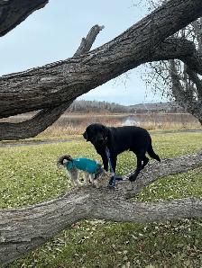 Dog Training & Trainers for Busy People - Photo 8