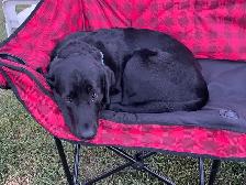 Dog Training & Trainers for Busy People - Photo 9