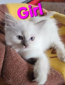 RAGDOLL KITTENS - Photo 2