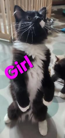 RAGDOLL KITTENS - Photo 4