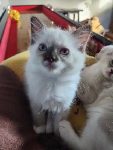 RAGDOLL KITTENS - Photo 9
