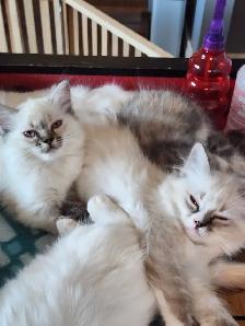 RAGDOLL KITTENS - Photo 10