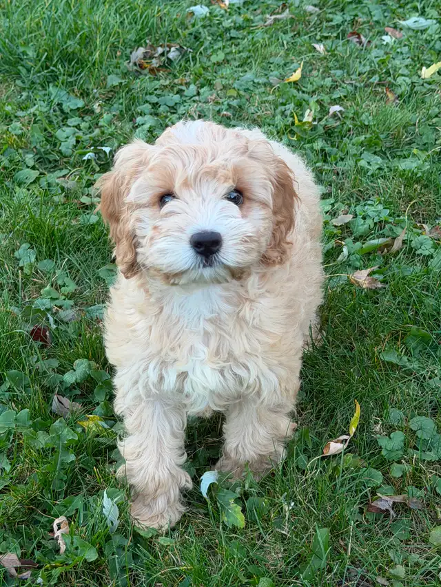 Mini Cockapoo Girl