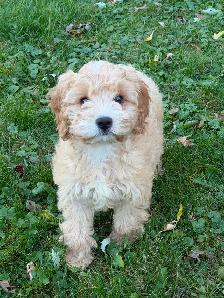 Mini Cockapoo Girl
