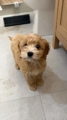 Mini Cockapoo Girl - Photo 2