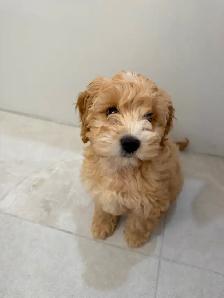 Mini Cockapoo Girl - Photo 3