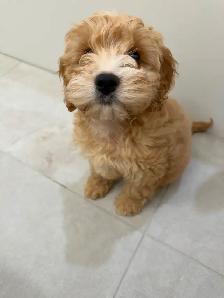 Mini Cockapoo Girl - Photo 4