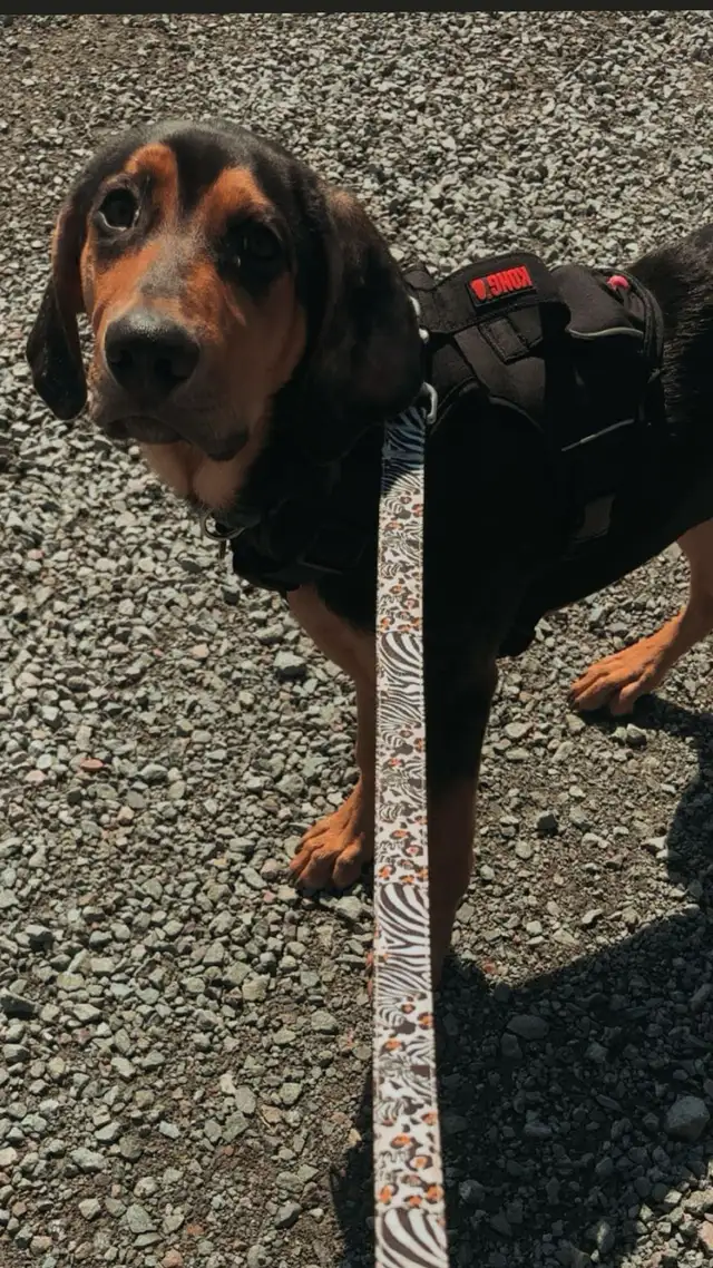 Bloodhound x Chocolate lab