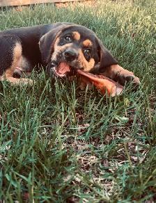 Bloodhound x Chocolate lab - Photo 2