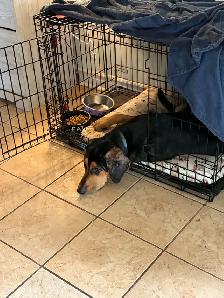 Bloodhound x Chocolate lab - Photo 3