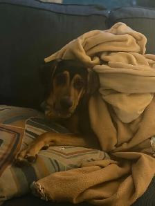 Bloodhound x Chocolate lab - Photo 4