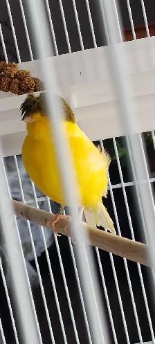 Jolie jeune canari Gloster corona male