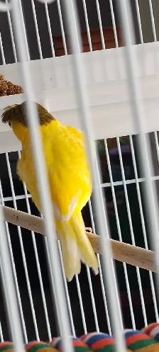 Jolie jeune canari Gloster corona male - Photo 2